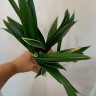 Орхидея Cymbidium Golden Elf, variegata (деленка, еще не цвел) 