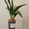 Орхидея Cymbidium Golden Elf, variegata (деленка, еще не цвел) 