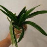 Орхидея Cymbidium Golden Elf, variegata (деленка, еще не цвел) 