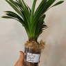 Орхидея Cymbidium Golden Elf, variegata (деленка, еще не цвел) 