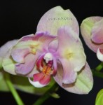 Орхидея Phalaenopsis Sara Blush