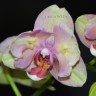 Орхидея Phalaenopsis Sara Blush