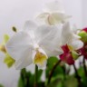 Орхидея Phalaenopsis mini    