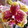 Орхидея Phalaenopsis       