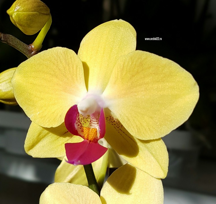 Орхидея Phalaenopsis (отцвел)  