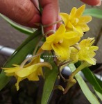 Орхидея Dendrobium hybrid (отцвёл)  