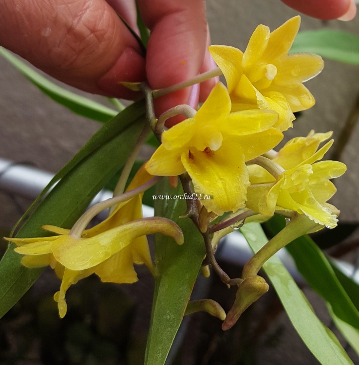 Орхидея Dendrobium hybrid (отцвёл)  