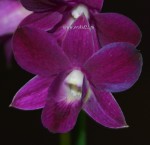 Орхидея Dendrobium Purple Happiness (отцвёл, деленка) 