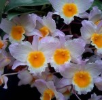Орхидея Dendrobium farmeri (отцвел)