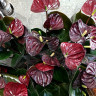 Anthurium Aramon