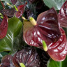 Anthurium Aramon