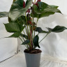Anthurium Aramon