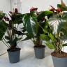 Anthurium Aramon