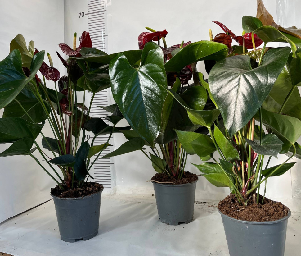 dracaena massangeana Dracaena fragrans 'Massangeana' Branched  Adplants