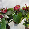 Anthurium Aramon