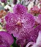 Орхидея Vanda Spotty Pink 