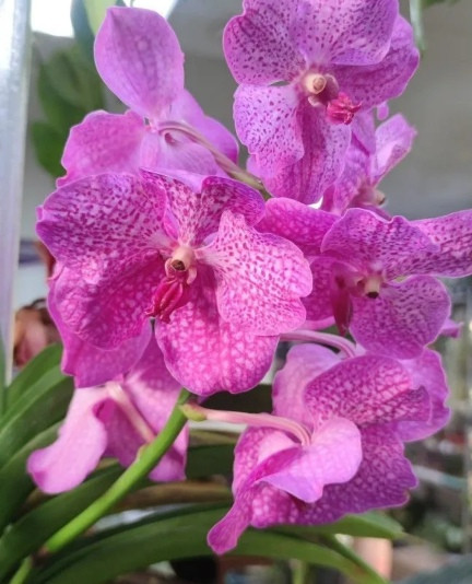 Орхидея Vanda Spotty Pink 