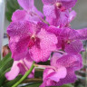 Орхидея Vanda Spotty Pink (отцвела)