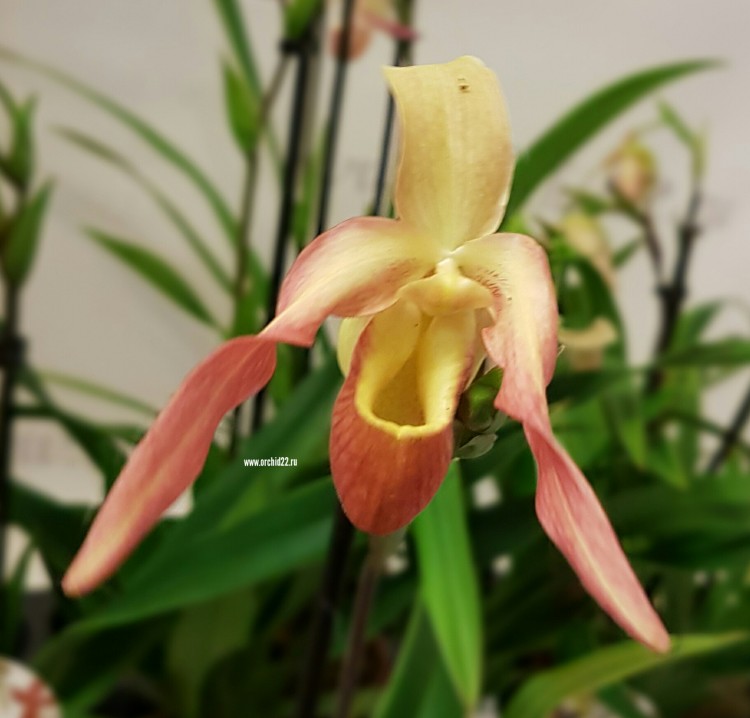 Орхидея Phragmipedium Sedenii hybrid  