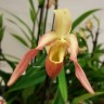 Орхидея Phragmipedium Sedenii hybrid  