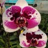 Орхидея Phalaenopsis Meidarland Pink Magpie '907' (еще не цвел)