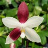 Орхидея Phalaenopsis tetraspis 'C2 '(отцвел)