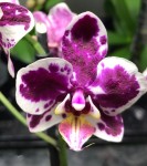 Орхидея Phalaenopsis, multiflora (отцвёл, РЕАНИМАШКА)