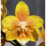 Орхидея Phalaenopsis Yellow Chocolate, multiflora