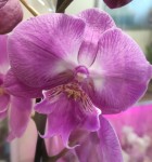 Орхидея Phalaenopsis, Big Lip (отцвел, РЕАНИМАШКА)