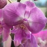 Орхидея Phalaenopsis, Big Lip (отцвел, РЕАНИМАШКА)