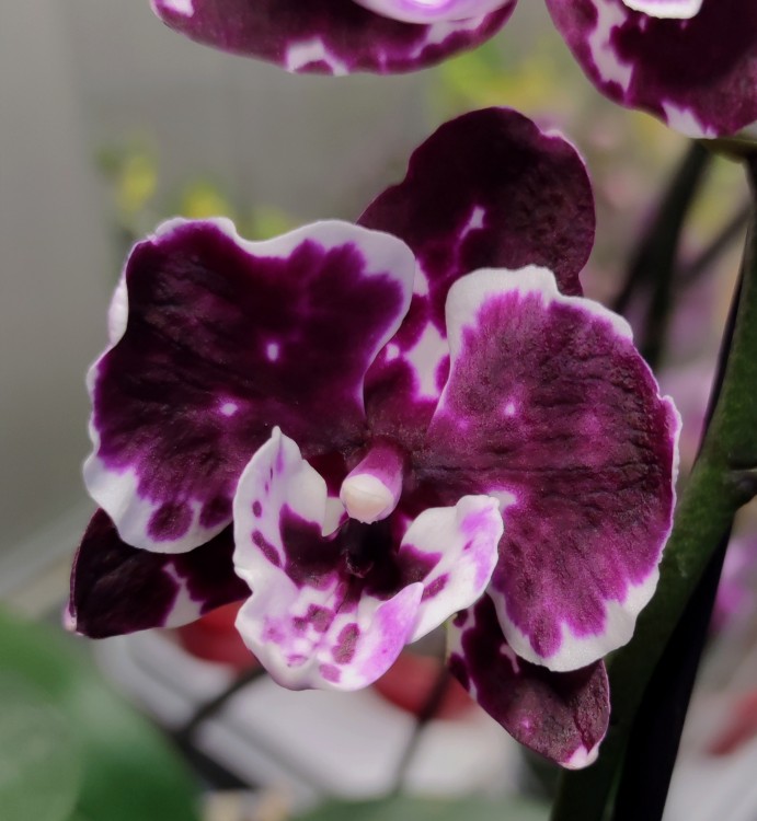 Орхидея Phalaenopsis Alma, Big Lip   