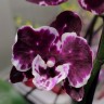 Орхидея Phalaenopsis Alma, Big Lip   