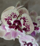 Орхидея Phalaenopsis, Big Lip   