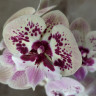 Орхидея Phalaenopsis, Big Lip   