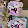 Орхидея Phalaenopsis, Big Lip (отцвел)