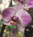Орхидея Phalaenopsis Sunset Fairy (отцвел) 