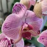 Орхидея Phalaenopsis (отцвёл, РЕАНИМАШКА)