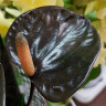 Anthurium Black Love  