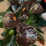 Anthurium Black Love  