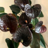 Anthurium Black Love  