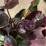 Anthurium Black Love  