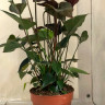 Anthurium Black Love  