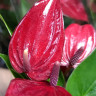 Anthurium Banderola Lava (отцвёл)