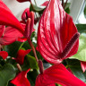 Anthurium Banderola Lava (отцвёл)