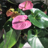 Anthurium Cavalli Purple (отцвел)