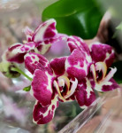 Орхидея Phalaenopsis 
