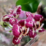 Орхидея Phalaenopsis 