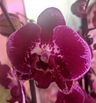 Орхидея Phalaenopsis Sally (отцвел, РЕАНИМАШКА)