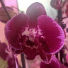 Орхидея Phalaenopsis Sally (отцвел, РЕАНИМАШКА)