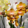 Орхидея Phalaenopsis Las Vegas (отцвел) 
